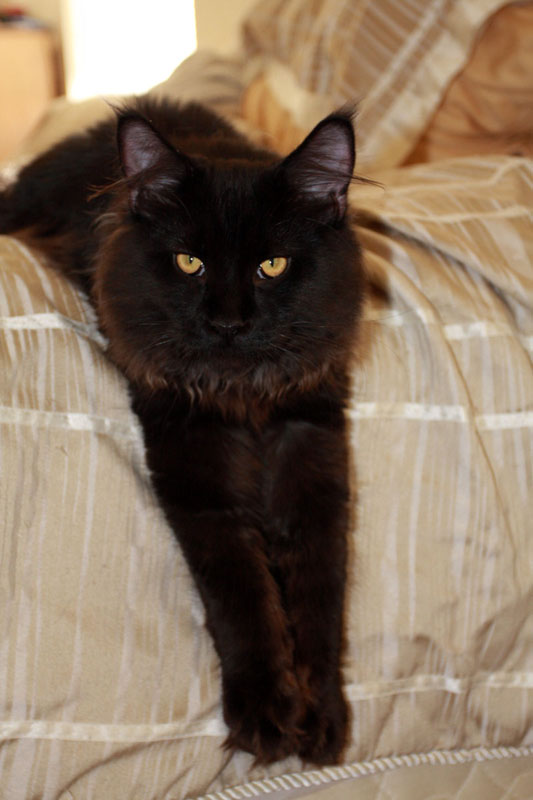 Cosmos stretching