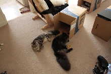 Da tail