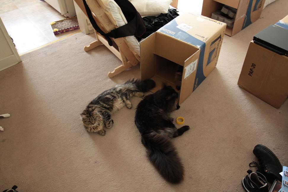 Da tail