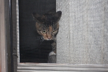 Howz kan I helped youze?