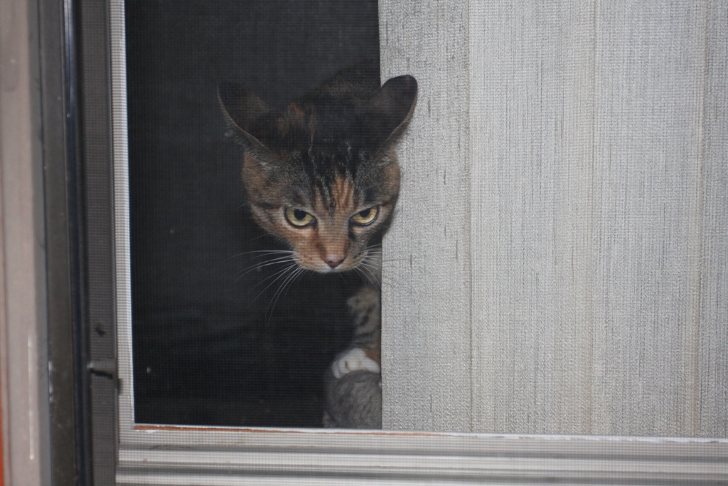 Howz kan I helped youze?