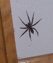 Is this a Colorado Wolf Spider?