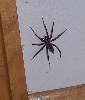 Is this a Colorado Wolf Spider?