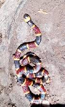Coral Snake/Williston, FL 10/28/13