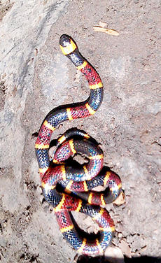 Coral Snake/Williston, FL 10/28/13