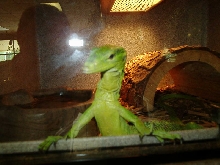 Green Tree Monitor