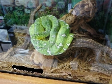 Emerald Tree Boa