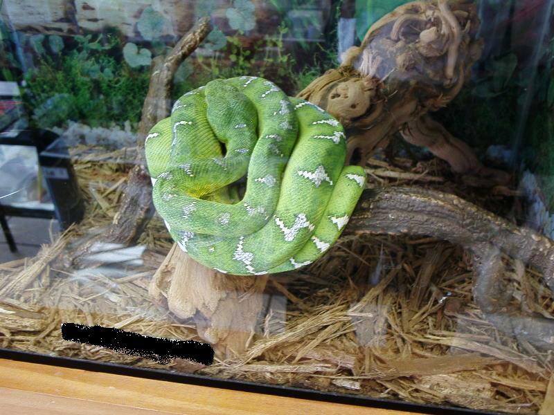 Emerald Tree Boa