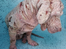 Rescued 04/17/08