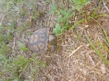 Baby Gopher. Williston, FL 06/30/19