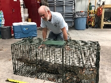 Monitor in Key Largo, FL caught after 2 years of Trying