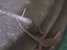 "Two-Tailed Anole" Williston, FL