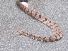 DOR Canebrake  Gainesville, FL