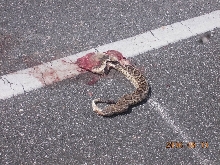 DOR  Diamondback. Gainesville, FL