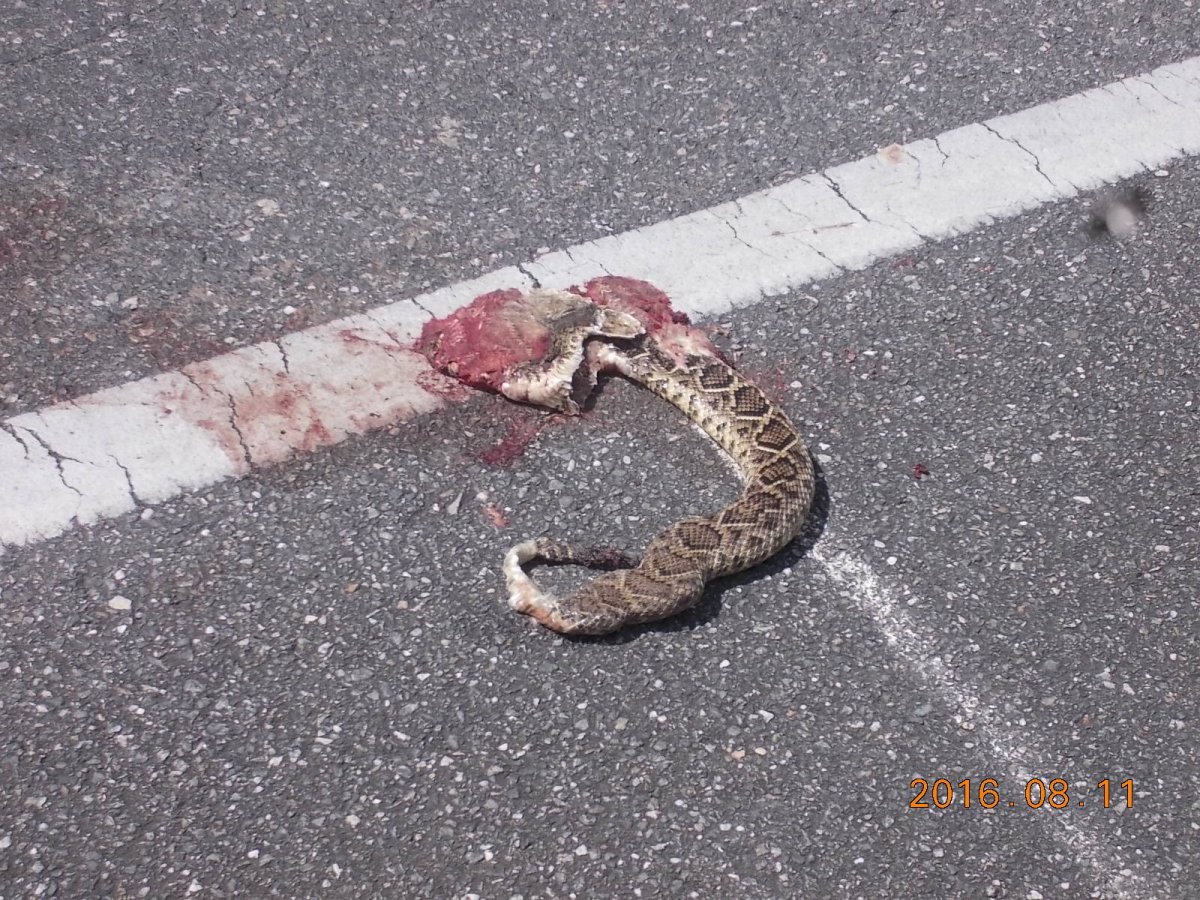 DOR  Diamondback. Gainesville, FL