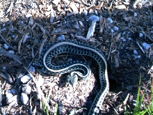 Garter (2)