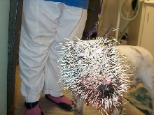 Dog vs. Porcupine