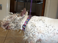 Dog vs Porcupine