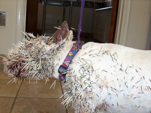 Dog vs Porcupine