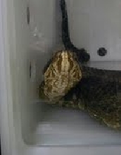 FL Cottonmouth 09/10/14 Micanopy, FL