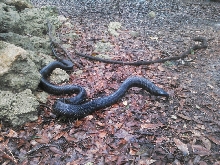 Indigo Snake Williston, FL 07/26/15