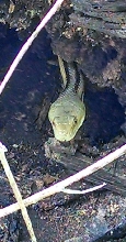 Yellow Rat, Williston FL