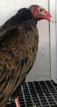 National Vulture Day