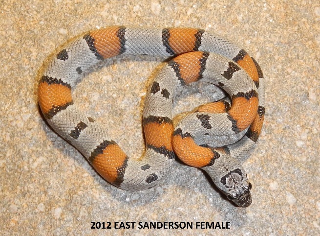 2012 EAST SANDERSON FEMALE #1