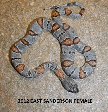 2012 East Sanderson Female #2