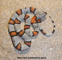 EAST SANDERSON MALE #1