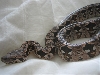 Dumeril's Boa relaxin in bed