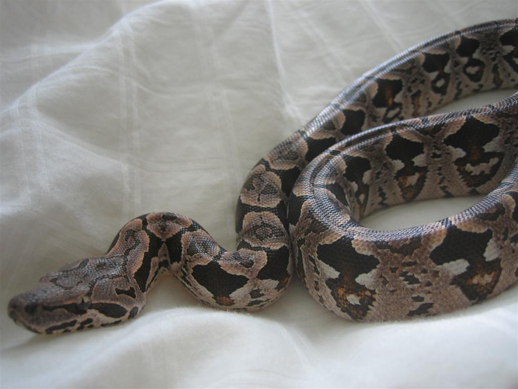 Dumeril's Boa relaxin in bed
