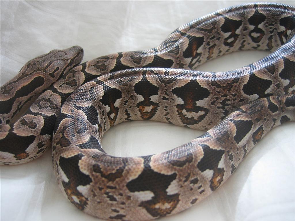 Dumeril's Boa chilling out