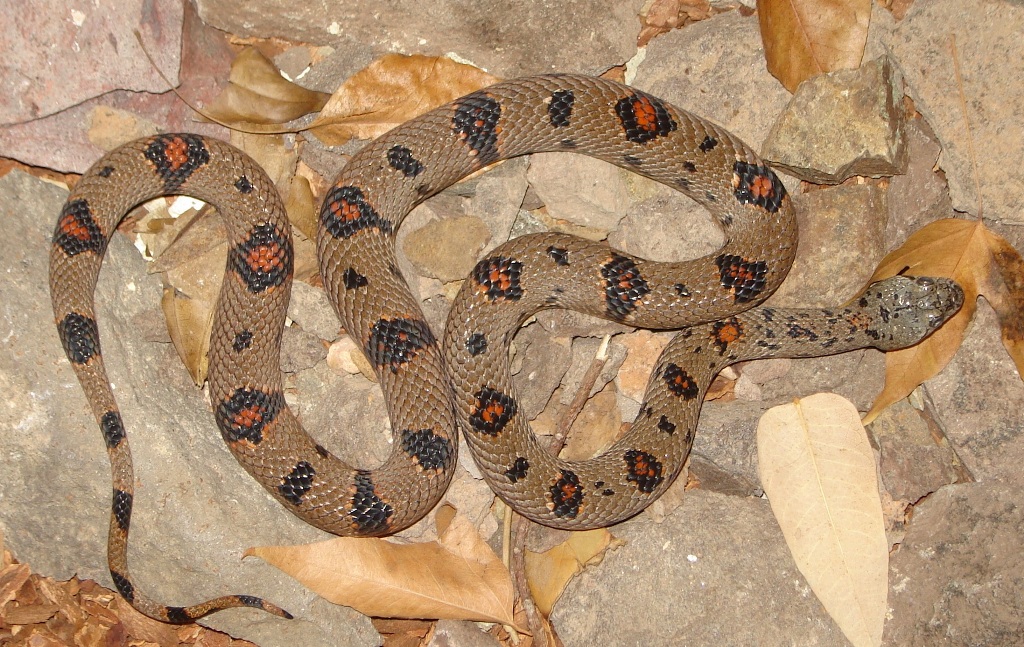 BSR female dorsal