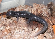 Aneides f. flavipunctatus