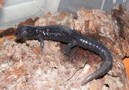 Aneides f. flavipunctatus