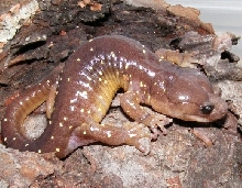 Aneides lugubris