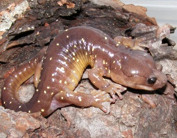 Aneides lugubris