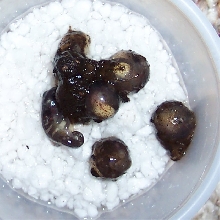 E.e.croceater eggs at 80 days