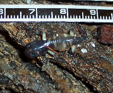 E.e.croceater eggs hatching at 84 days