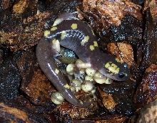 E.e.croceater with eggs
