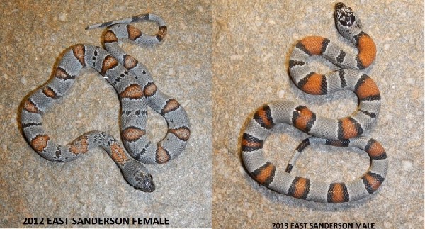 EAST SANDERSON PAIR