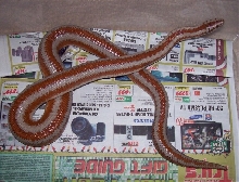 Male Harcuvar