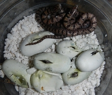 Mole King #2 clutch 21Jun13