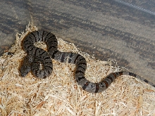 Female Clutch 2