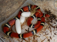 Scarlet King Clutch 07May13