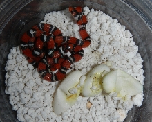 Scarlet King clutch 26Jun13
