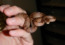 TCI Male