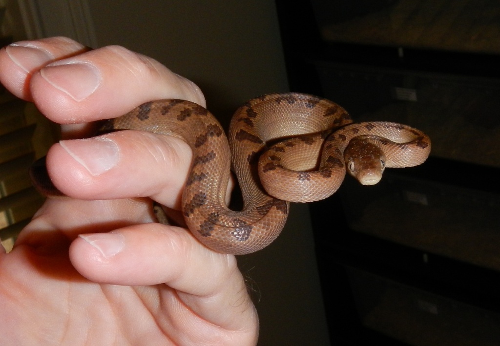 TCI Male