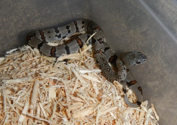 Male Clutch 1